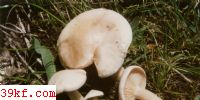 κ Pleurotus ferulae Lanzi