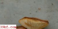޲ Pleurotus rhodophyllus Bres.