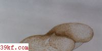 Ƥ㹽 Lentinus tigrinus (Bull.) Fr.