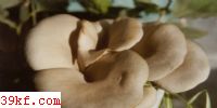 ǳ״㹽 Lentinus cyathiformis (Schaeff. : Fr.) Bres.