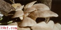 ɡ Hygrophorus aureus Arrh.
