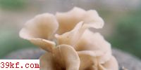 ɡ Hygrophorus chrysodon (Batsch) Fr.