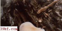 ɡ Hygrophorus erubesceus (Fr.) Fr.