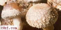 칽ɡ Hygrophorus russula (Fr.) Qul.
