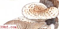 ۻʪɡ Hygrocybe calyptraeformis Fayod