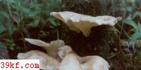 糺ʪɡ Hygrocybe coccinea (Schaeff. : Fr.) Karst.