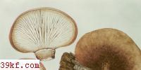 ݵعɡ Camarophyllus pratensis (Pers. : Fr.) Kummer