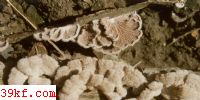 ׹ Camarophyllus virgineus (Fr.) Karst.