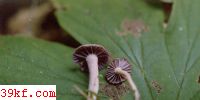 Ģ Laccaria amethystea (Bull. ex Gray) Murr.