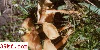 Ģ Laccaria laccata (Scop. : Fr.) Berk. et Br.