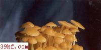 빽 Flammulina velutipes (Fr.) Sing.