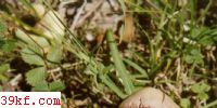 С Mycena prua (Pers. : Fr.) Kummer