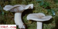 ׿Ģ Tricholoma albellum (Fr.) Qul.
