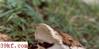 ŷɿĢ Tricholoma caligatum (Viv.) Ricken