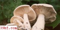׿Ģ Tricholoma giganteum Massee