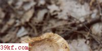 ɿĢ Tricholoma matsutake (S. Ito. et Imai) Sing.