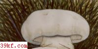 ɹſĢ Tricholoma mongolicum Imai