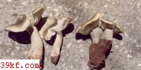 ζĢ Tricholoma saponaceum (Fr.) Qul.