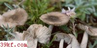 ƿĢ Tricholoma scalpturatum (Fr.) Qul.