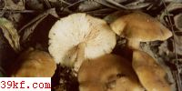 ̿Ģ Tricholoma sejunctum (Fr. ex Sow.) Qul.