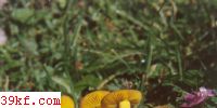 ɫĢ Tricholoma sulphureum (Bull. : Fr.) Kummer