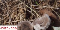 ػҿĢ Tricholoma terreum (Schaeff. : Fr.) Kummer