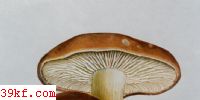 ֺڿĢ Tricholoma ustale (Fr. : Fr.) Kummer