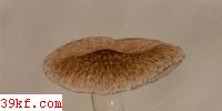 ۿĢ Tricholoma vaccinum (Pers. : Fr.) Kummer