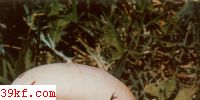 ɰ Catathelasma ventricosum (Pk.) Sing.