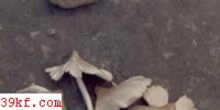 ưɡ Termitomyces aurantiacus Heim