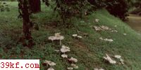[+] Termitomyces eurrhizus (Berk.) Heim