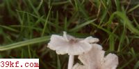 Сɡ Termitomyces microcarpus(Berk. et Br.) Heim