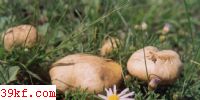 Ģ Calocybe gambosa (Fr.) Sing.
