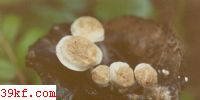 ߼ Asterophora lycoperdoides (Bull.) Ditmar: Fr.