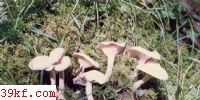 ˪ɡ Clitocybe dealbata (Sow. : Fr.) Gill.