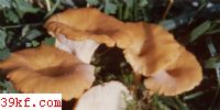 ɡ Clitocybe gibba (Fr.) Kummer