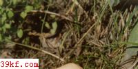 ɡ Clitocybe infundibuliformis (Schaeff. : Fr.) Qul.