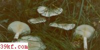 ǳ̱ɡ Clitocybe odora (Bull. : Fr.) Kumm. var. alba Lge.