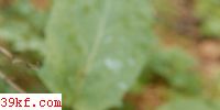 Ҽٱɡ Pseudoclitocybe cyathiformis (Bull. : Fr.) Sing.