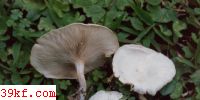 бǹ Clitopilus prunulus (Scop.) Fr.