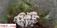 ɡ Lyophyllum connatum (Schum.: Fr.) Sing.