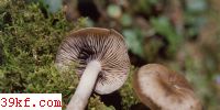 ɡ Lyophyllum loricatum (Fr.) Kuhner