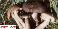 ɡ Lyophyllum transforme (Britz.) Sing.