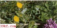 ֱ[+]Ģ Melanoleuca strictipes (Kanst.) Schaeff.