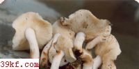 ߽Ǯ Collybia maculata (Alb. et Shw.) Fr.