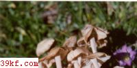 ޱСƤɡ Marasmius confuens (Pers. : Fr.) Karst.