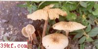 СƤɡ Marasmius maximus Hongo
