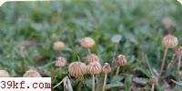ϹСƤɡ Marasmius purpurreostriatus Hongo