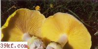 ۻ Armillaria luteo-virens (Alb. et Schw. : Fr.) Sacc.