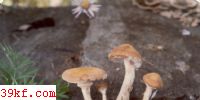 Сۻ Armillariella sp.